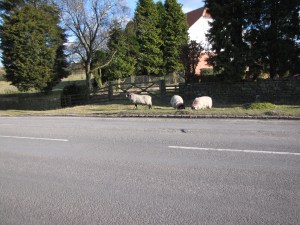 These are not *the* sheep, but these are two of many sheep I saw during the week.